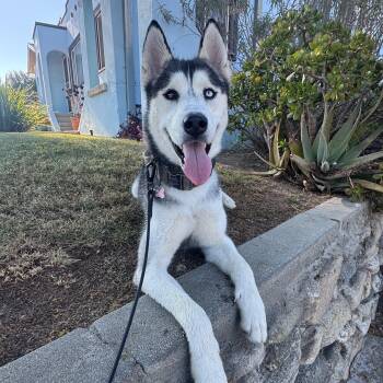 Max (courtesy post) -  Siberian Husky and Husky Dog for Adoption - Max (courtesy Post) | PetCurious