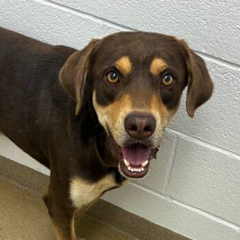 Rescue Labrador Retriever and Mixed Breed Dogs for Adoption in Corpus Christi, Texas - Andy Warhowl | PetCurious