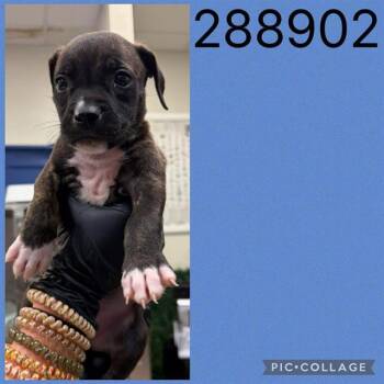 A288902 -  Mixed Breed Dog for Adoption in Macon, Georgia - A288902 | PetCurious