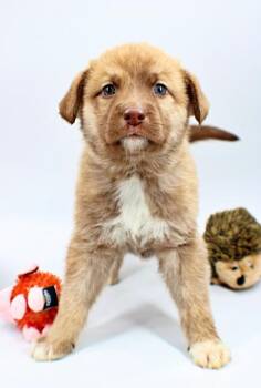 Australian Shepherd and Mixed Breed Dogs Available for Adoption in Morton Grove, Illinois - Merida | PetCurious