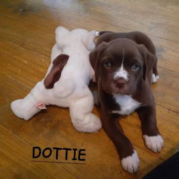 Dottie (6wo, 7lbs) -  Boxer Dog for Adoption in Hinton, West Virginia - Dottie (6wo, 7lbs) | PetCurious
