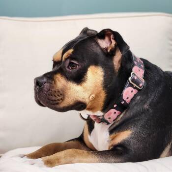 Evie -  Mixed Breed Dog for Adoption in Warwick, Rhode Island - Evie | PetCurious