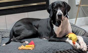 Rescue Great Dane Dogs for Adoption in Larkspur, Colorado - Dixie | PetCurious