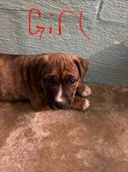 Princess -  Mixed Breed Dog for Adoption in Lafayette, Tennessee - Princess | PetCurious