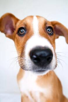 Rescue Shepherd Dogs for Adoption in Bixby, Oklahoma - Wayne | PetCurious