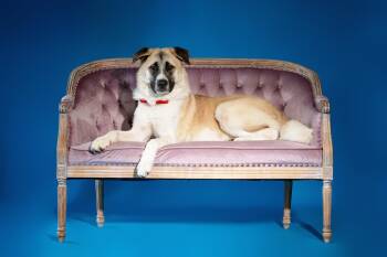 Rescue Anatolian Shepherd Dogs for Adoption in Mooresville, North Carolina - Loki | PetCurious