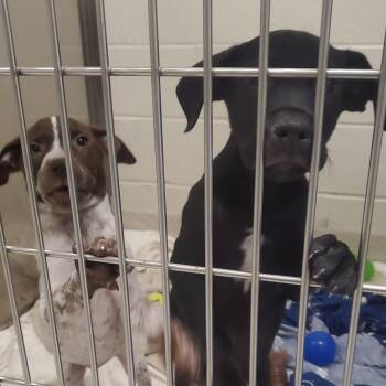 Dixie -  German Shorthaired Pointer Dog for Adoption - Dixie | PetCurious