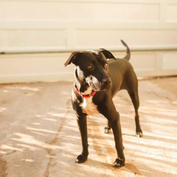 Rescue Mixed Breed Dogs for Adoption in San Juan, San Juan - Luna | PetCurious