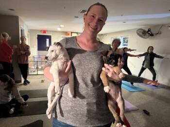 Labrador Retriever Dogs Available for Adoption - Cardi B | PetCurious