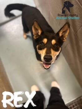 German Shepherd Dog Dogs Available for Adoption - Rex | PetCurious