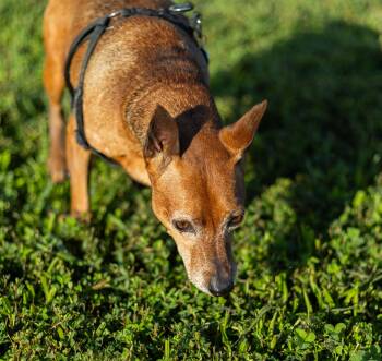 Otto -  Miniature Pinscher Dog for Adoption in Stafford, Virginia - Otto | PetCurious
