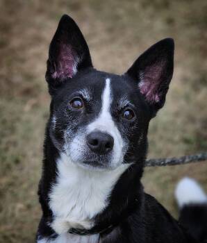 Marlowe -  Border Collie Dog for Adoption in Bay City, Michigan - Marlowe | PetCurious