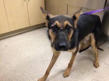 ROOSTER -  German Shepherd Dog Dog for Adoption in Riverside, California - ROOSTER | PetCurious