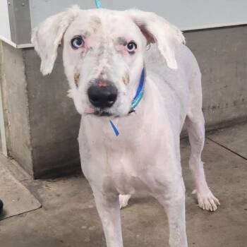 Bernie -  Old English Sheepdog and Mixed Breed Dog for Adoption in Nowata, Oklahoma - Bernie | PetCurious