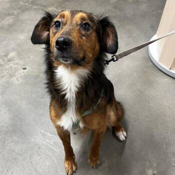 Australian Terrier and Mixed Breed Dogs Available for Adoption - Pyper | PetCurious