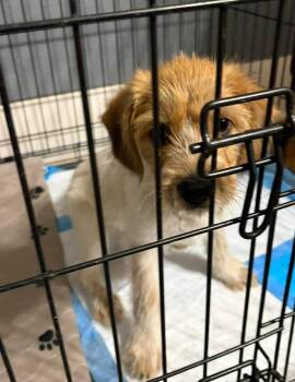Terrier Dogs Available for Adoption in Grafton, Wisconsin - Louie | PetCurious