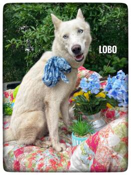 Siberian Husky Dogs Available for Adoption in Sebring, Florida - Lobo | PetCurious