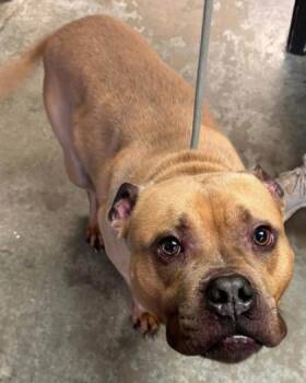 Hulk -  Pit Bull Terrier and Mixed Breed Dog for Adoption in Bowling Green, Kentucky - Hulk | PetCurious