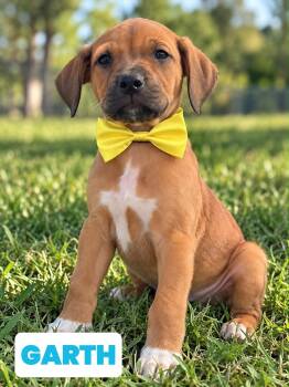 Garth Brooks -  Labrador Retriever and Beagle Dog for Adoption - Garth Brooks | PetCurious