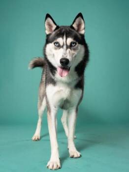 Steele -  Mixed Breed Dog for Adoption in Atlanta, Georgia - Steele | PetCurious