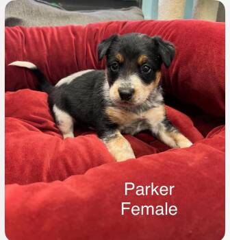 Parker cs -  Australian Cattle Dog Blue Heeler Dog for Adoption in Columbia, Maryland - Parker Cs | PetCurious