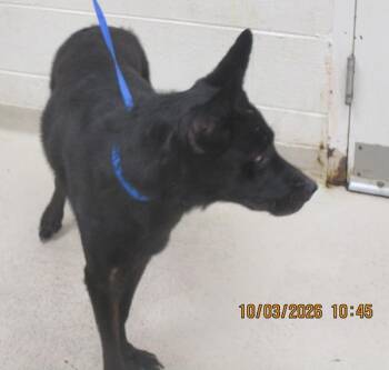 (856) -  Shepherd Dog for Adoption in Marietta, Georgia - (856) | PetCurious