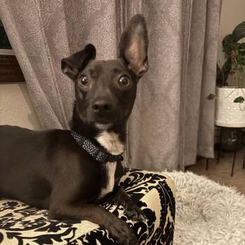 Chihuahua Dogs Available for Adoption in Eugene, Oregon - Gabriel | PetCurious