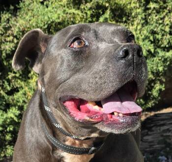 Adorable Mr Aioli - American Bully -  American Bully Dog for Adoption in North Valley, New Mexico - Adorable Mr Aioli - American Bully | PetCurious