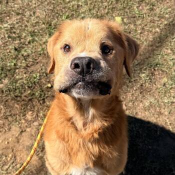 Henry -  Labrador Retriever Dog for Adoption in Columbia, South Carolina - Henry | PetCurious
