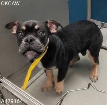 A479164 -  French Bulldog and Mixed Breed Dog for Adoption in Oklahoma City, Oklahoma - A479164 | PetCurious