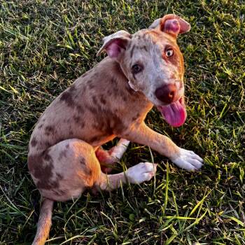 Athena -  American Staffordshire Terrier Dog for Adoption in Liverpool, Texas - Athena | PetCurious