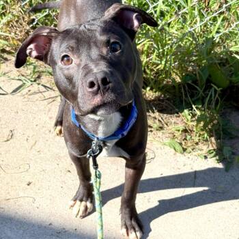 Nix -  Mixed Breed Dog for Adoption in Owosso, Michigan - Nix | PetCurious