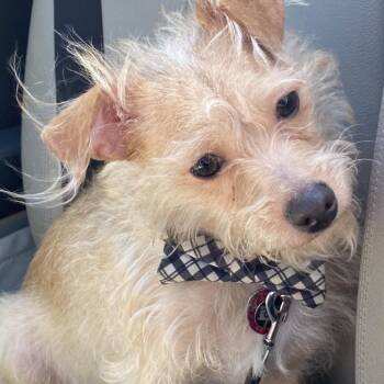 Finn - Courtesy Post -  Chihuahua and Poodle Dog for Adoption in Gulfport, Mississippi - Finn - Courtesy Post | PetCurious