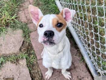 FRANCE -  Staffordshire Bull Terrier and Mixed Breed Dog for Adoption in Houston, Texas - FRANCE | PetCurious