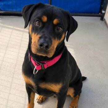 Cheyanne -  Rottweiler Dog for Adoption in Blue Earth, Minnesota - Cheyanne | PetCurious