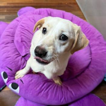 Dachshund Dogs Available for Adoption in South Lake Tahoe, California - Chicken Nugget | PetCurious