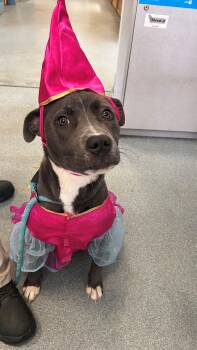 Pit Bull Terrier Dogs Available for Adoption - Trixie  | PetCurious