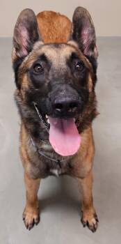 Timber -  Belgian Shepherd Malinois Dog for Adoption in Cottonwood, Arizona - Timber | PetCurious