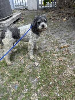 FRED -  Poodle and Mixed Breed Dog for Adoption in Doral, Florida - FRED | PetCurious