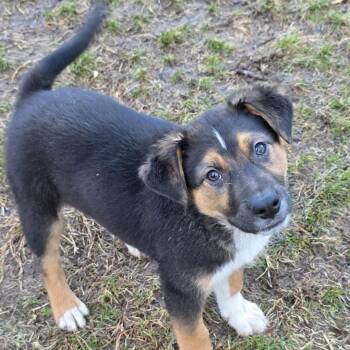 German Shepherd Dog and Jack Russell Terrier Dogs Available for Adoption - Tator Tot  | PetCurious