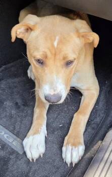 Sissy -  Labrador Retriever and Mixed Breed Dog Available for Adoption in Fairhope, Alabama - Sissy | PetCurious