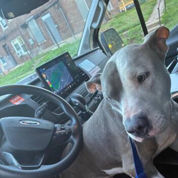 Otto -  Pit Bull Terrier Dog for Adoption in Philadelphia, Pennsylvania - Otto | PetCurious