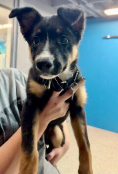 Rescue Australian Shepherd and German Shepherd Dog Dogs for Adoption in Carson City, Nevada - Iona | PetCurious
