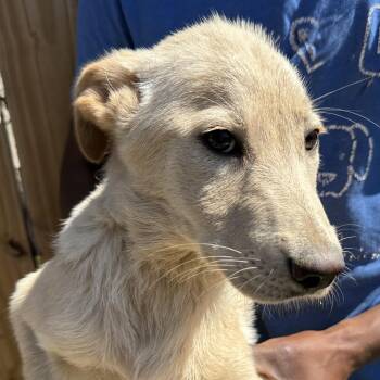 Labrador Retriever Dogs Available for Adoption - Poppi - Local April 10-12 | PetCurious