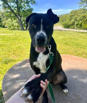 Mixed Breed Dogs Available for Adoption in Kansas City, Missouri - Oreo | PetCurious