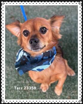 TAZZ (see also RUFUS) -  Chihuahua Dog for Adoption in Marietta, Georgia - TAZZ (see Also RUFUS) | PetCurious
