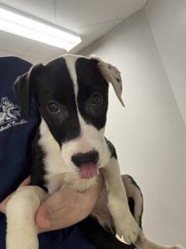 Australian Shepherd and Australian Cattle Dog Blue Heeler Dogs Available for Adoption - Lydia Mae | PetCurious