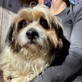 Havanese Dogs Available for Adoption - Cannoli | PetCurious