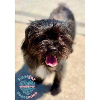 Dahlia COH -  Shih Tzu Dog for Adoption in Inglewood, California - Dahlia COH | PetCurious