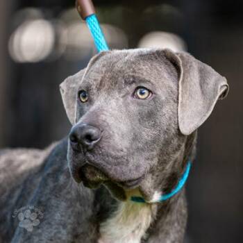 Theodore -  Fox Terrier and Mixed Breed Dog for Adoption in Honolulu, Hawaii - Theodore | PetCurious